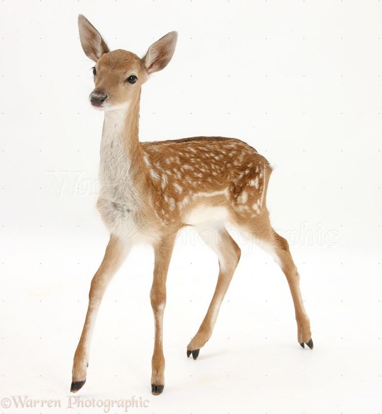 Fawn