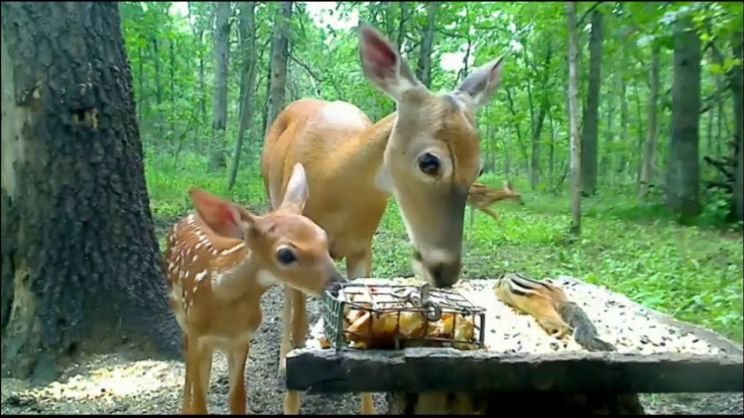 Fawn