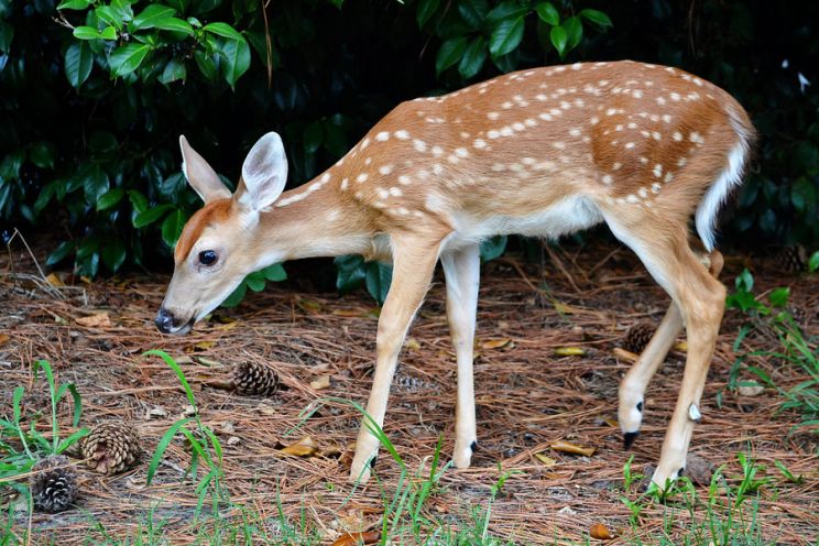 Fawn