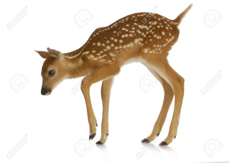 Fawn