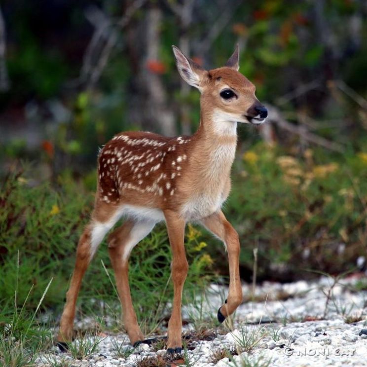 Fawn