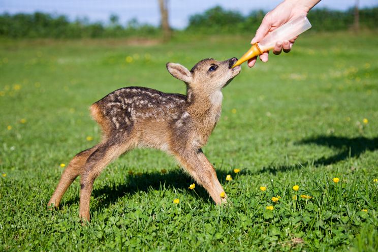 Fawn