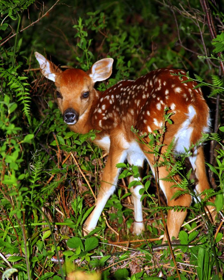 Fawn