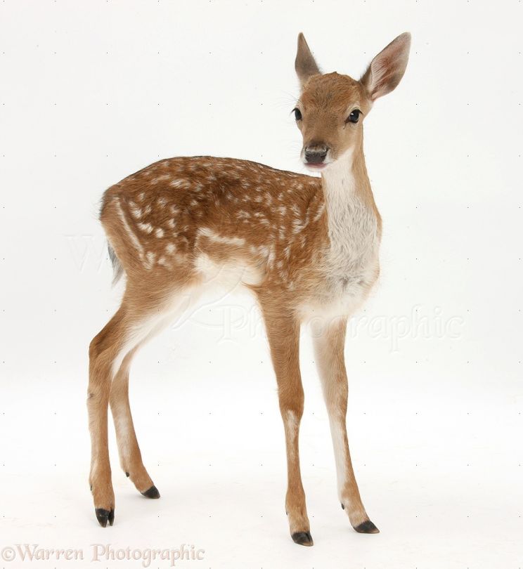 Fawn