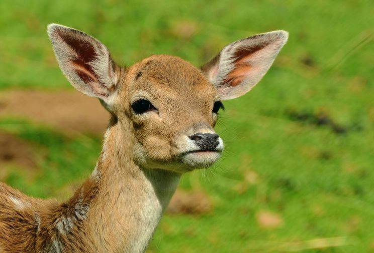 Fawn