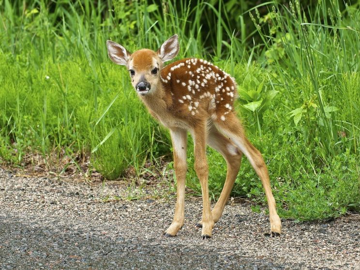 Fawn