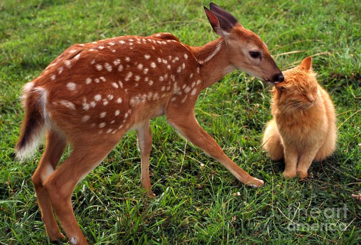 Fawn