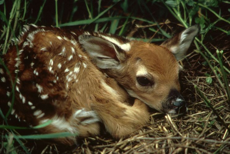 Fawn