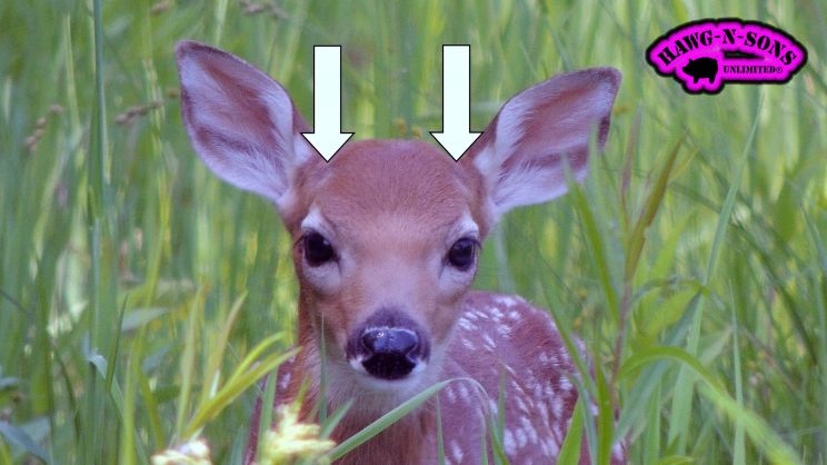 Fawn