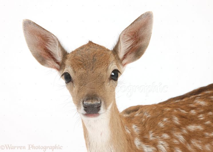Fawn
