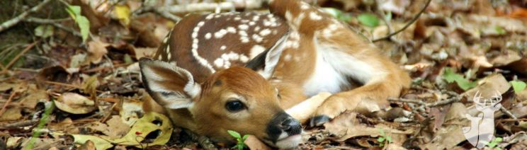 Fawn