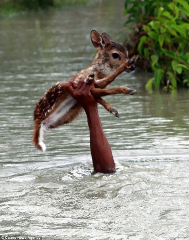 Fawn