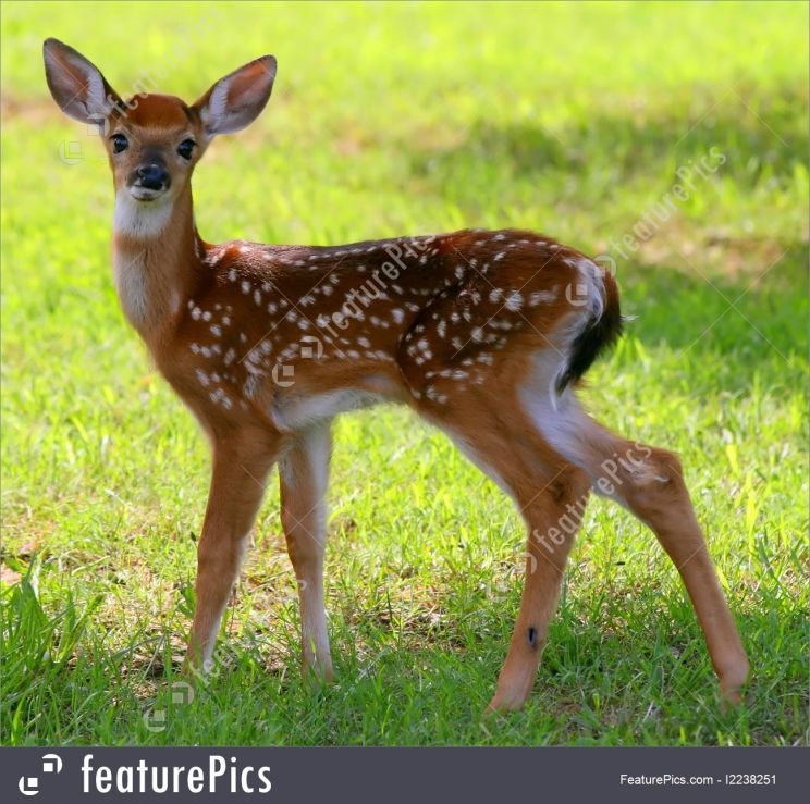 Fawn