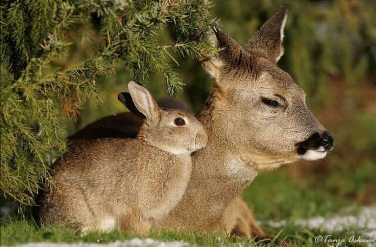 Fawn