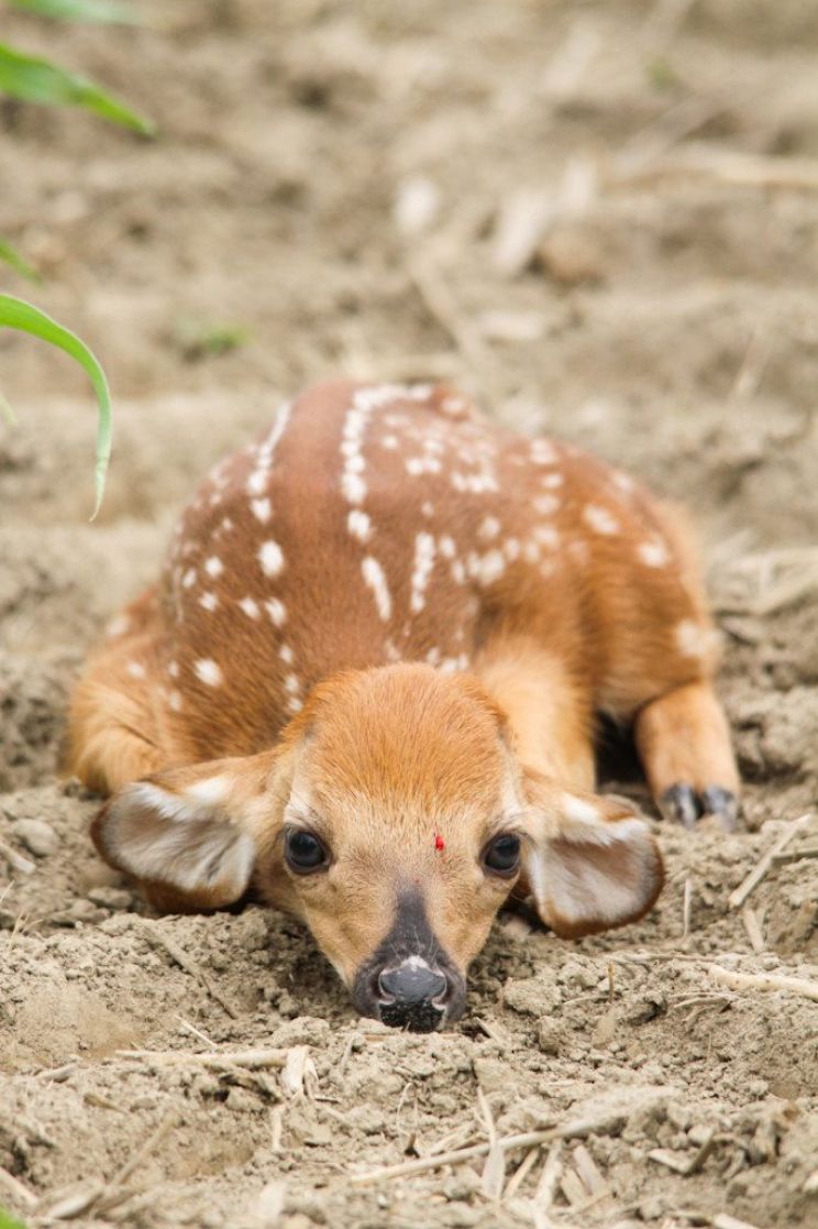 Fawn