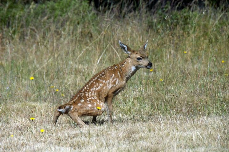 Fawn
