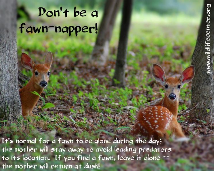 Fawn