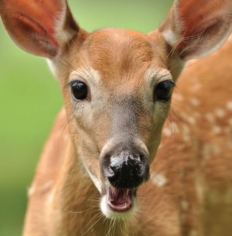 Fawn