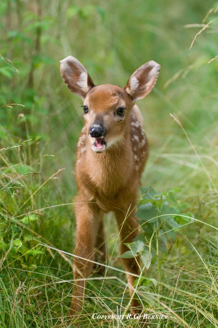 Fawn