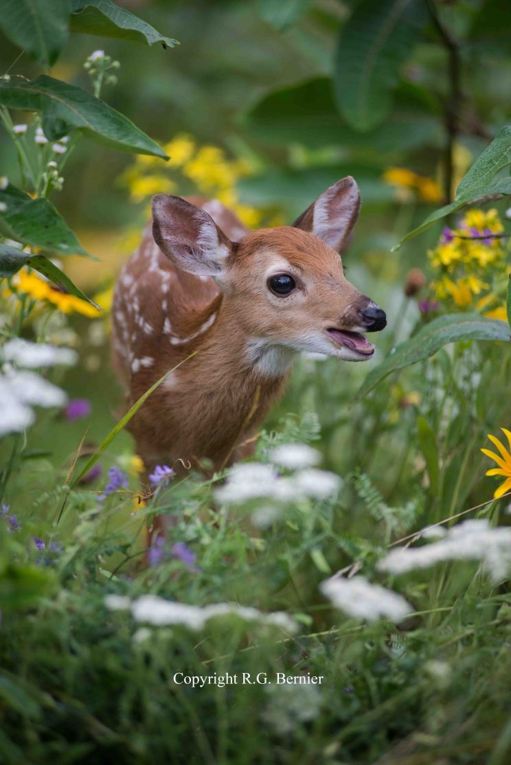 Fawn