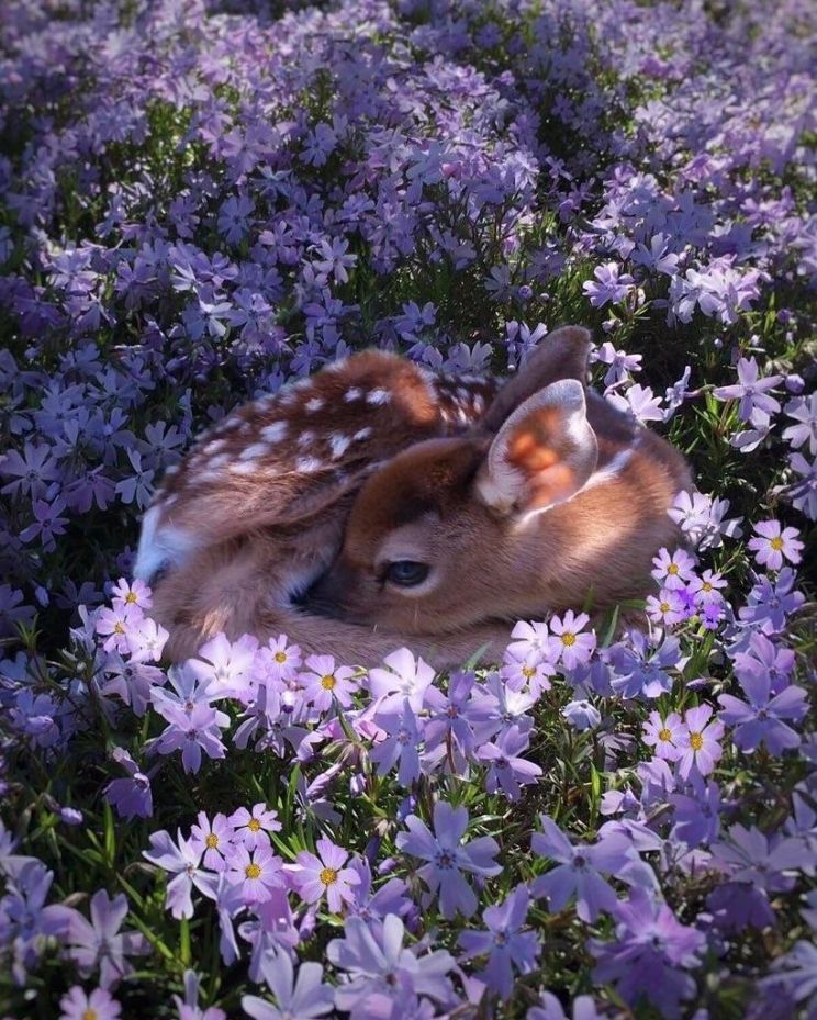 Fawn