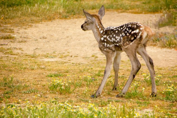 Fawn