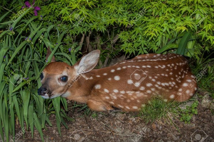 Fawn