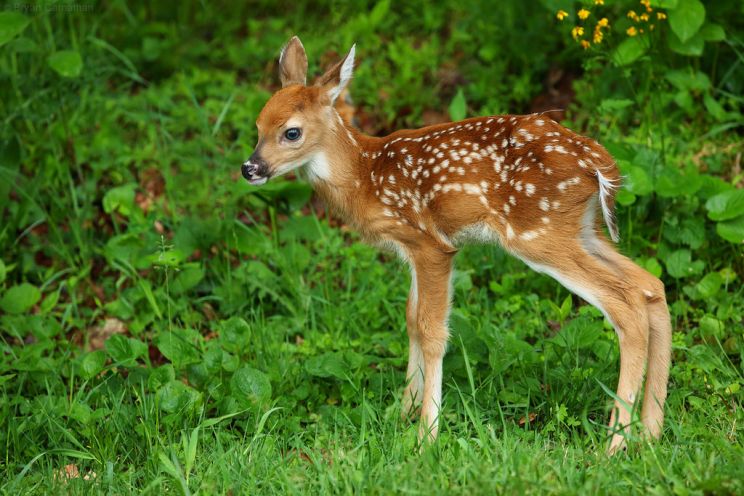 Fawn