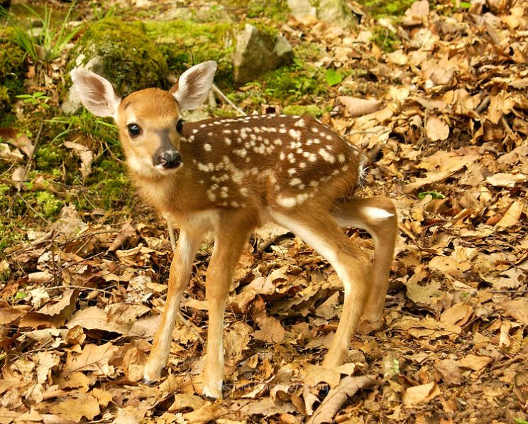 Fawn