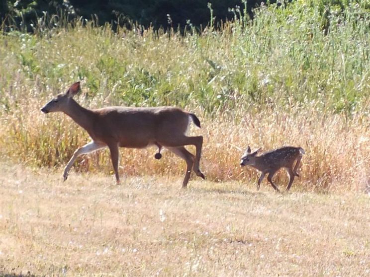 Fawn