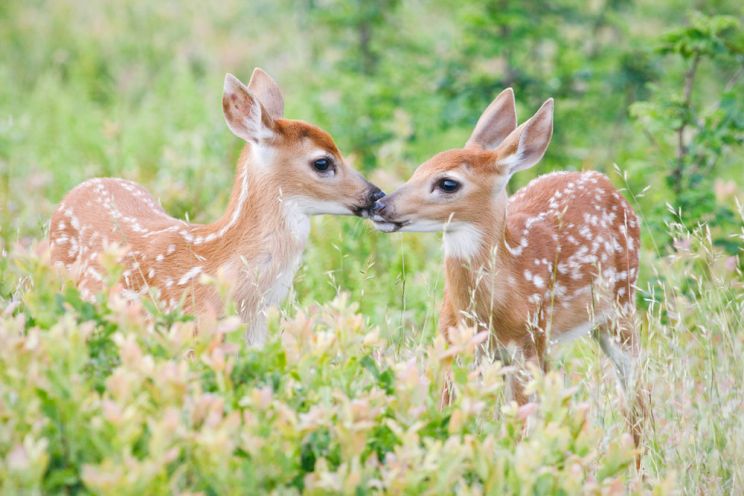 Fawn