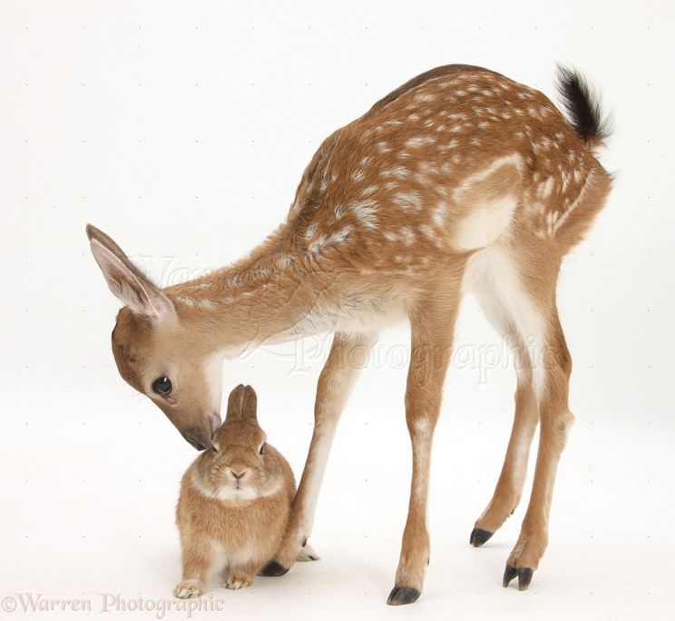 Fawn