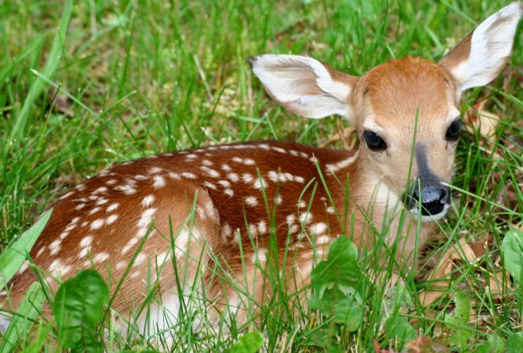 Fawn