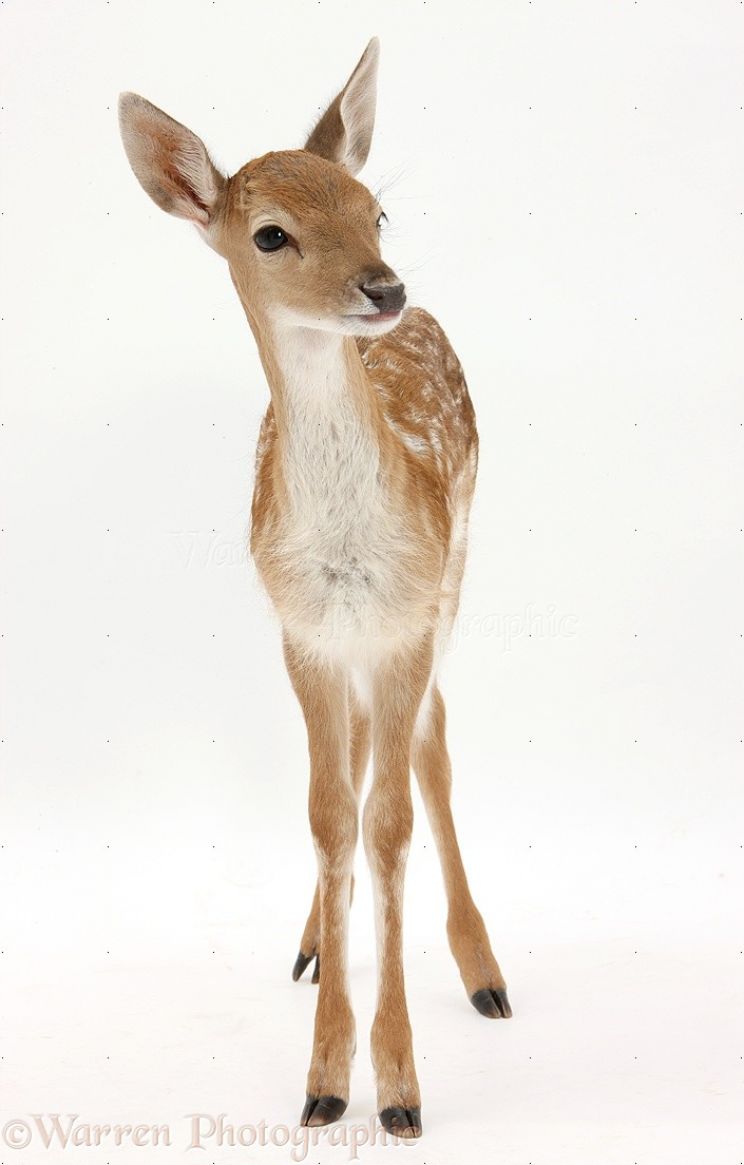 Fawn