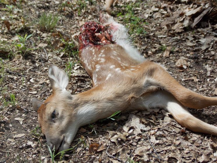 Fawn