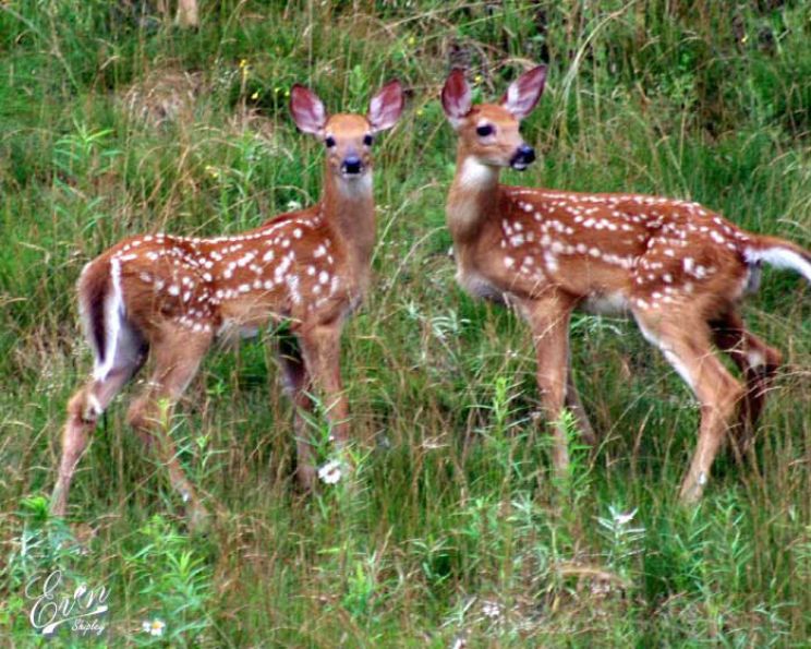 Fawn