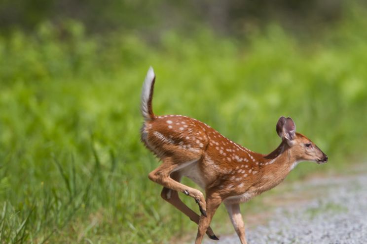 Fawn