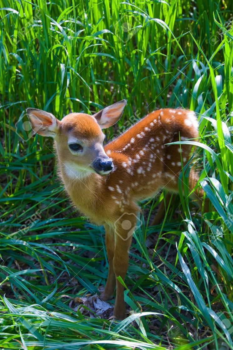 Fawn