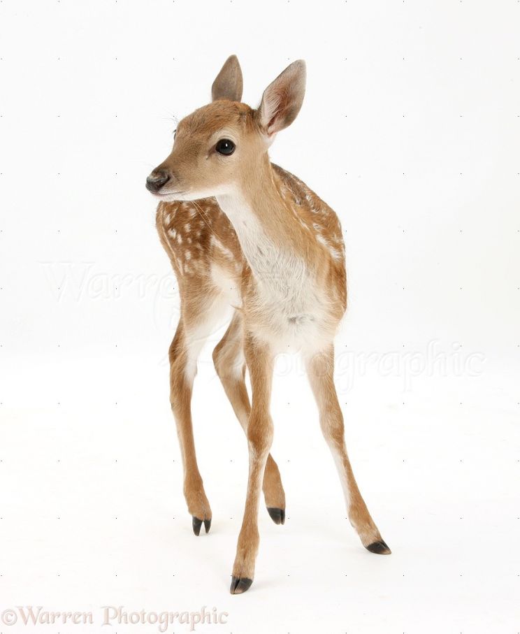 Fawn