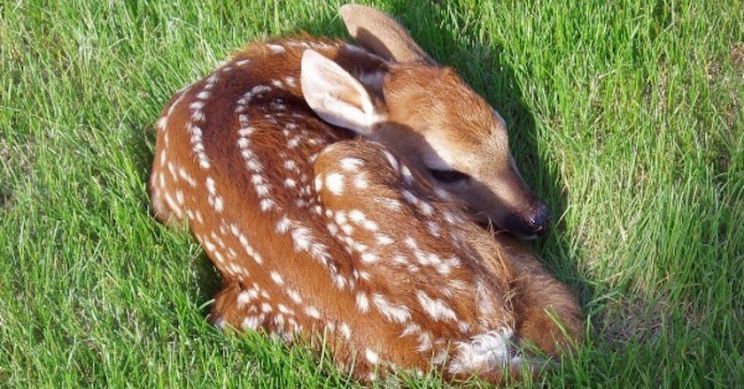 Fawn