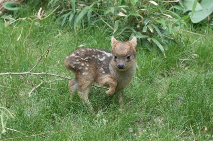 Fawn