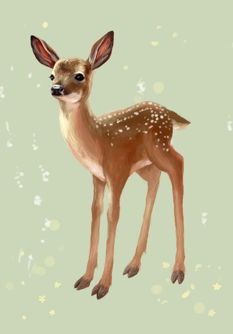 Fawn