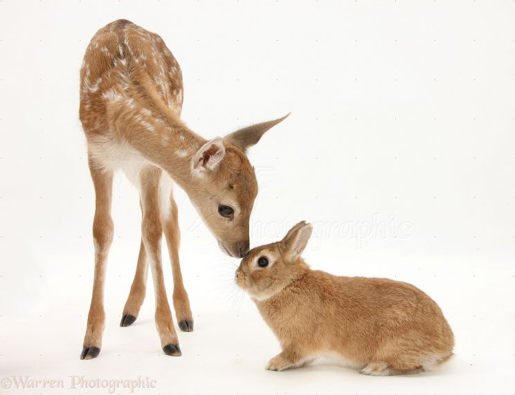 Fawn