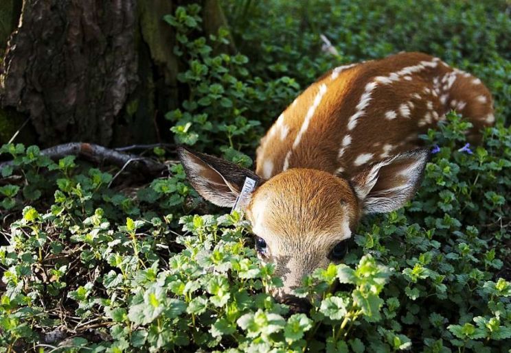 Fawn