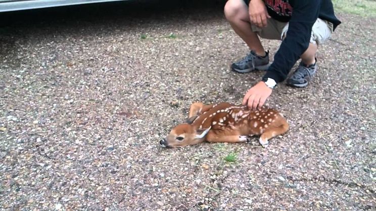 Fawn
