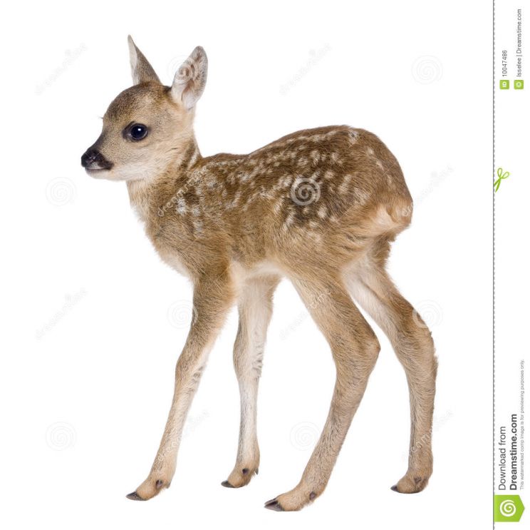 Fawn
