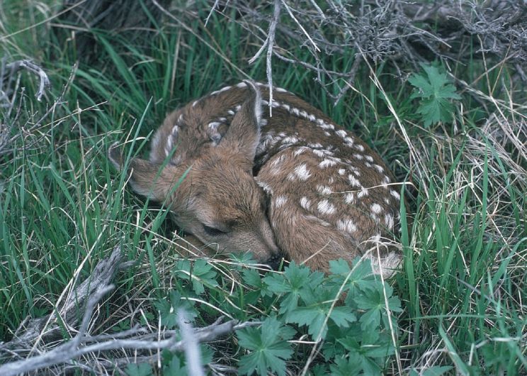 Fawn