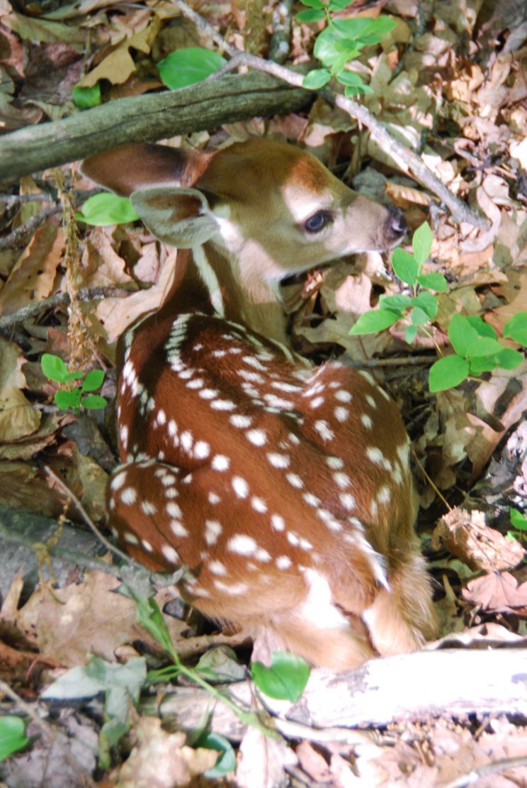 Fawn