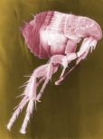 Flea