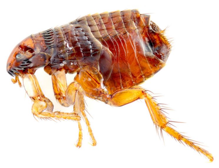 Flea